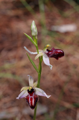 Ophrys amanensis subsp. antalyensis. Closer.