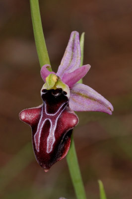 Ophrys amanensis subsp. antalyensis. Close-up.