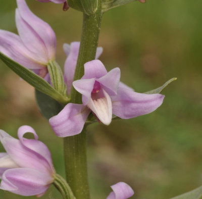 Cephalanthera kurdica. Close-up.
