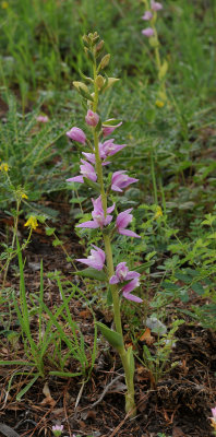 Cephalanthera kurdica