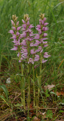 Cephalanthera kurdica