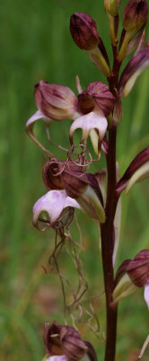 Himantoglossum comperianum