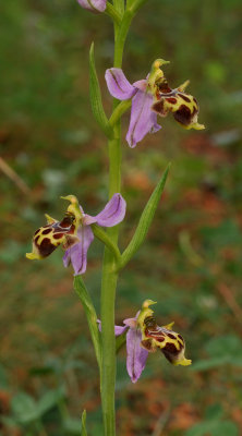 Ophrys phrygia. Closer.