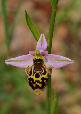 Ophrys phrygia.Close-up.