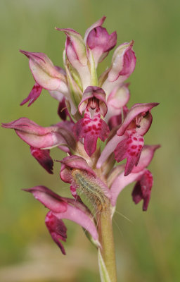 Anacamptis fragrans. Closer.