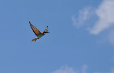 Bee-eater