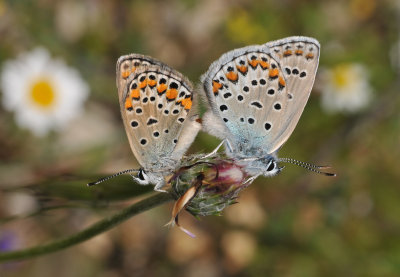 Blues mating.