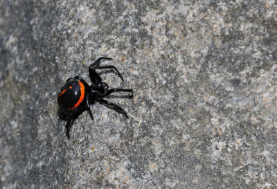European black widow spider.