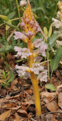 Orobanche sp. 