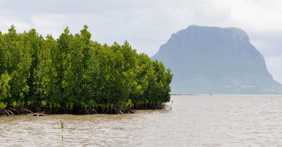Mangrove with Le Morne.