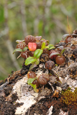 Bulbophyllum nutans