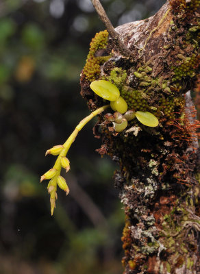 Bulbophyllum sambiranense