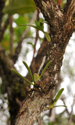 Angraecum rutenbergianum