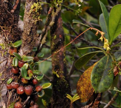 Bulbophyllum nutans. 