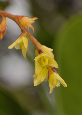 Bulbophyllum nutans