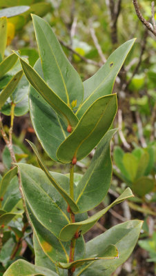 Tambourissa cordifolia. Foliage.