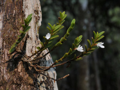 Angraecum pectinatum