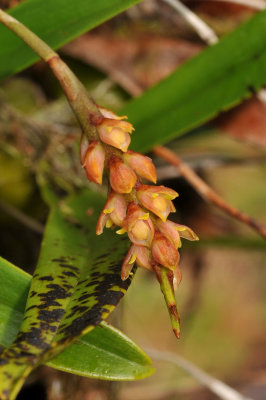 Bulbophyllum densum. Closer.