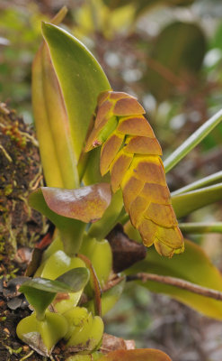 Bulbophyllum occultum. Closer.