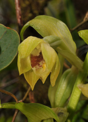 Phaius villosus. Close-up.