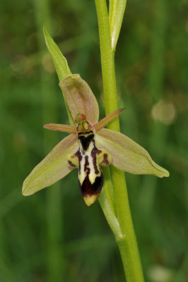Ophrys cilicica. Close-up.