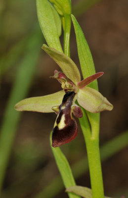 Ophrys cilicica. Close-up side.
