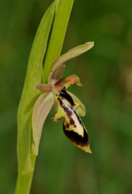 Ophrys cilicica. Close-up side.