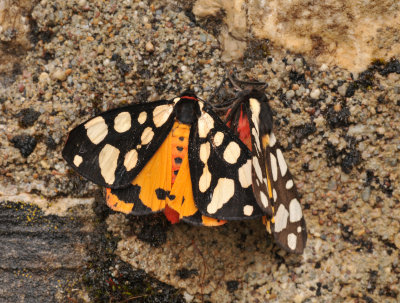 Arctia sp.