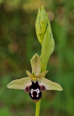 Ophrys reinholdii subsp. straussii