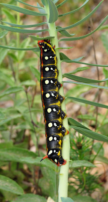 Caterpillar