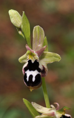 Ophrys reinholdii subsp. strausii.