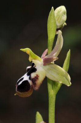Ophrys reinholdii subsp. strausii. Closeup side.