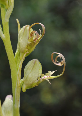 Himantoglossum montis-tauri. Opening buds.
