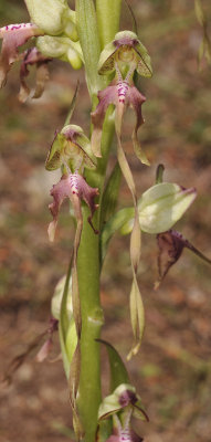 Himantoglossum montis-tauri. Close-up.