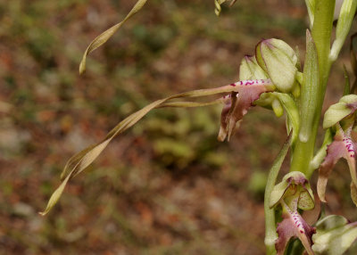 Himantoglossum montis-tauri. Close-up side.