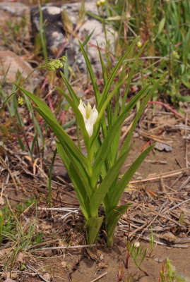 Cephalanthera longifolia