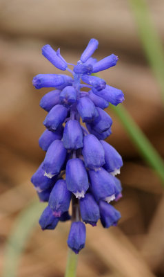 Muscari sp. Close-up.