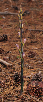 Limodorum abortivum in bud.
