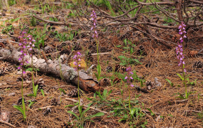 Orchis spitzelii. Group.