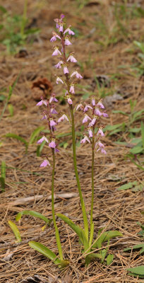 Orchis spitzelii