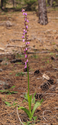 Orchis spitzelii. Large plant.