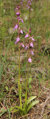 Orchis spitzelii. Two plants.