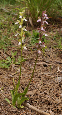 Orchis spitzelii. White flowered- and normal form side by side.