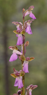 Orchis spitzelii. Closer.