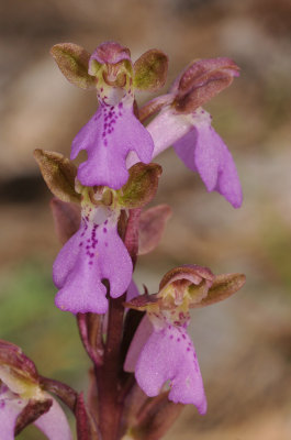 Orchis spitzelii. Close-up.