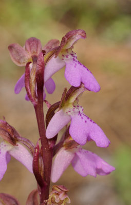 Orchis spitzelii. Close-up. side.