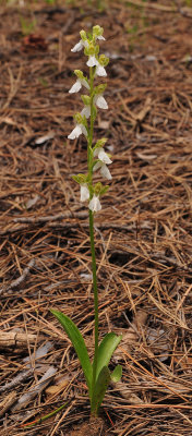 Orchis spitzelii. White flowered form.