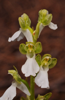 Orchis spitzelii. White flowered form. Close-up.