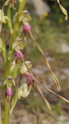 Himantoglossum montis-tauri. Close-up.