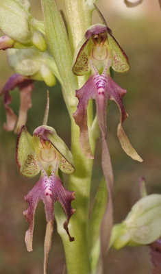 Himantoglossum montis-tauri. Close-up.